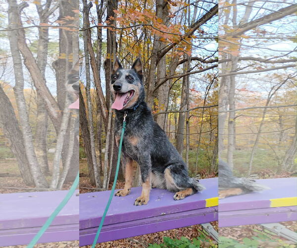Medium Photo #2 Mutt Puppy For Sale in Garden City, NY, USA