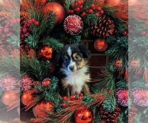 Miniature Australian Shepherd Puppy for sale in SANDOWN, NH, USA