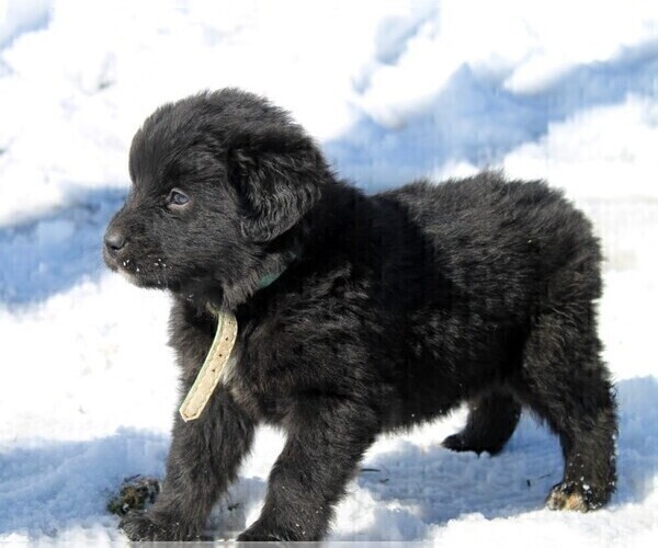 Medium Photo #6 Golden Mountain Dog Puppy For Sale in CLAYTON, WA, USA