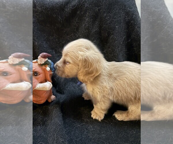 Medium Photo #5 Dachshund Puppy For Sale in BLAIRSVILLE, PA, USA