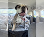 Small #3 Bulldog Mix