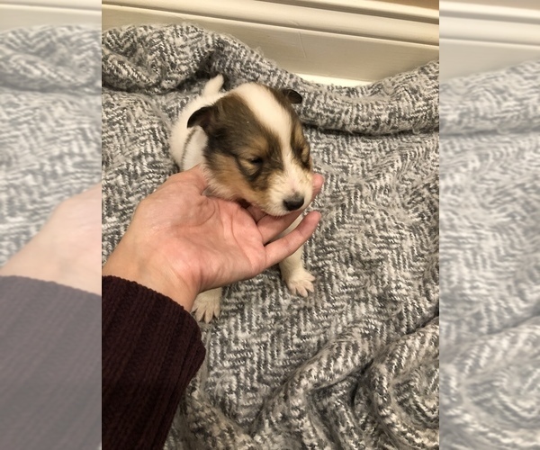 Medium Photo #4 Collie Puppy For Sale in OWENSBORO, KY, USA