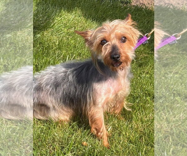 Medium Photo #1 Mutt Puppy For Sale in Batavia, NY, USA