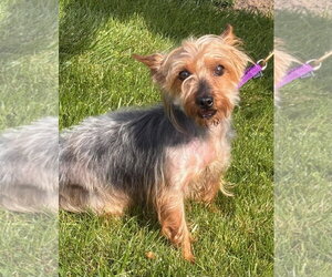 Mabel - Female Mutt Dog for Adoption