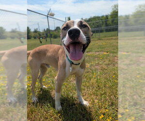 Mutt Dogs for adoption in Forestville, MD, USA