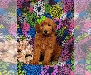 Miniature Labradoodle Puppy for sale in STEVENS, PA, USA