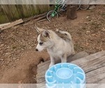 Small #34 Siberian Husky