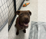 Small #11 Mutt