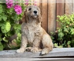 Small Photo #15 Goldendoodle Puppy For Sale in PITTSBURG, CA, USA