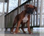 Small Photo #2 Boxer Puppy For Sale in NAPPANEE, IN, USA