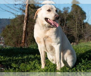 Labrador Retriever-Unknown Mix Dogs for adoption in San Andreas, CA, USA