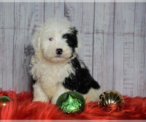 Poodle (Miniature)-Sheepadoodle Mix Puppy for sale in FREDERICKSBG, OH, USA