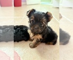 Small #1 Yorkshire Terrier