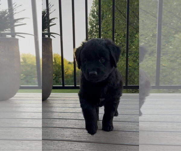 Medium Photo #2 Golden Labrador Puppy For Sale in Plainfield, IL, USA