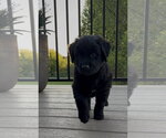 Small #1 Golden Labrador