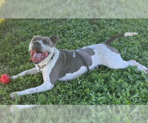 Medium Photo #4 American Pit Bull Terrier Puppy For Sale in Ocala, FL, USA
