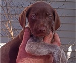 Small Photo #1 German Shorthaired Pointer Puppy For Sale in ALFORD, FL, USA