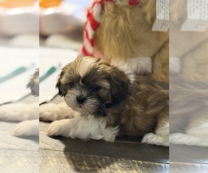 Shih Tzu Puppy for sale in CANTONMENT, FL, USA