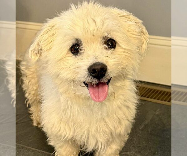 Medium Photo #1 Mutt Puppy For Sale in Spring Lake, NC, USA