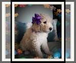 Small Photo #9 Sheepadoodle Puppy For Sale in RIALTO, CA, USA