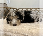 Small #2 Australian Mountain Dog