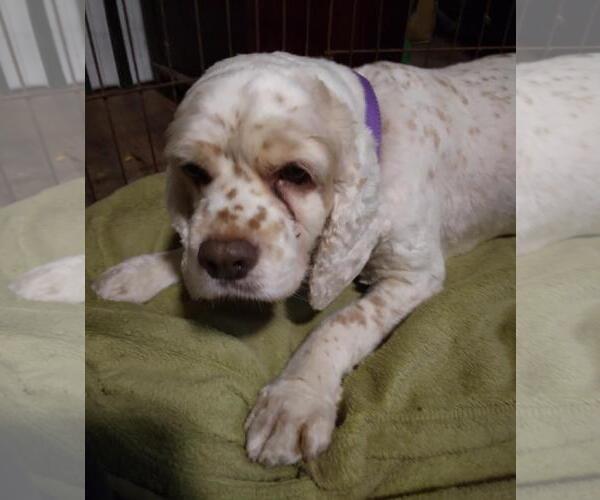 Medium Photo #3 Cocker Spaniel Puppy For Sale in Sioux Falls, SD, USA