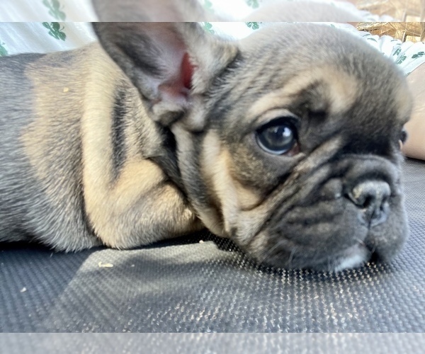 Medium Photo #6 French Bulldog Puppy For Sale in TEMPLETON, CA, USA
