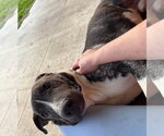 Small American Pit Bull Terrier Mix