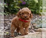 Small #1 Cavapoo (Miniature)