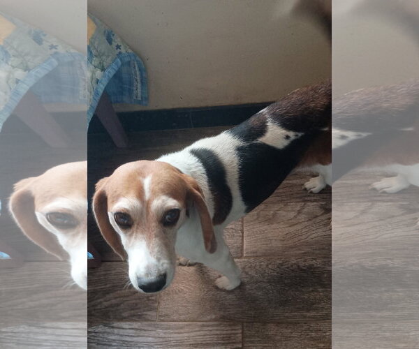 Medium Photo #1 Beagle Puppy For Sale in Apple Valley, CA, USA