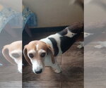 Beatrice - Female Beagle Dog for Adoption - Small photo
