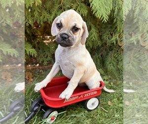 Puggle Puppy for sale in MIDDLEBURY, IN, USA