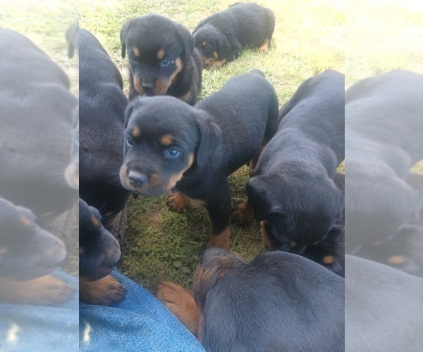 Medium Photo #8 Rottweiler Puppy For Sale in FREDERICKSBURG, IN, USA
