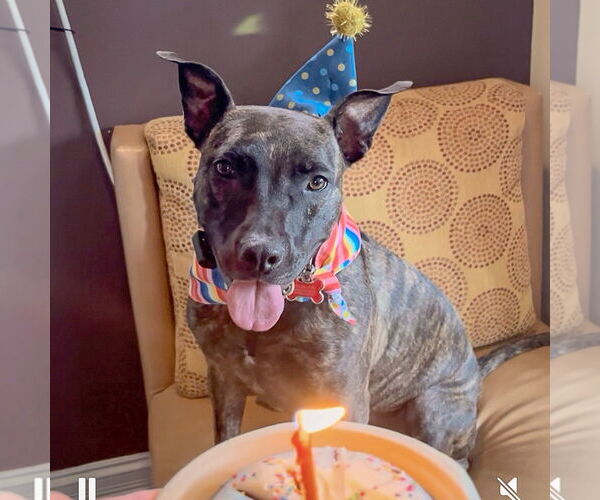 Medium Photo #6 American Staffordshire Terrier-Boxer Mix Puppy For Sale in Huntley, IL, USA