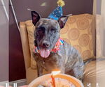 Small #5 American Staffordshire Terrier-Boxer Mix