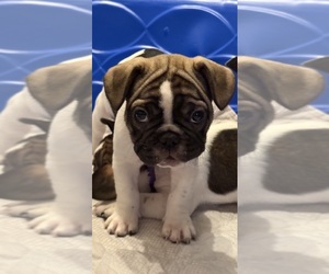 French Bulldog Litter for sale in OLYMPIA, WA, USA