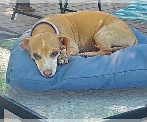 Dachshund-Unknown Mix Dogs for adoption in Andover, MN, USA