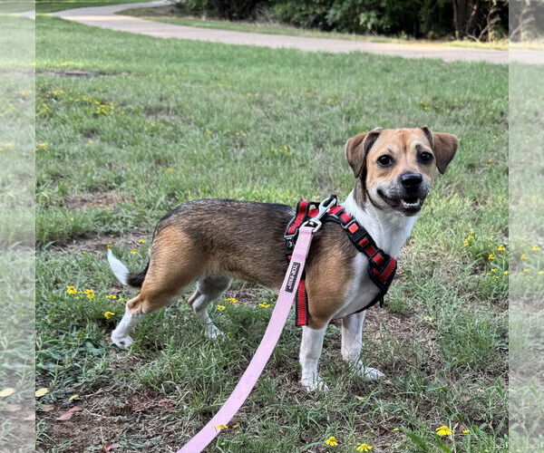 Medium Photo #1 Beagle-Chihuahua Mix Puppy For Sale in Euless, TX, USA