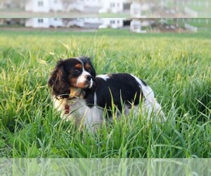 Cavalier King Charles Spaniel Dogs for adoption in LANCASTER, PA, USA