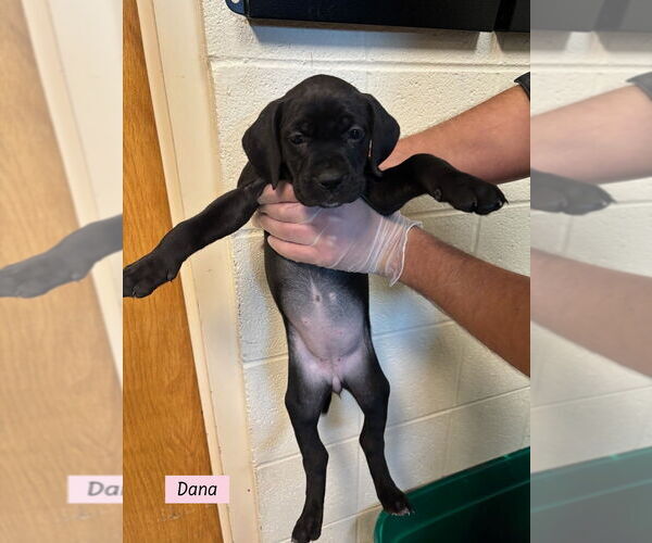 Medium Photo #1 Boweimar Puppy For Sale in Brewster, NY, USA