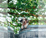 Small Photo #20 Catahoula Leopard Dog Puppy For Sale in WILSONVILLE, OR, USA