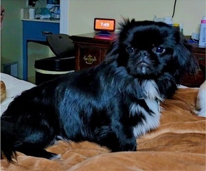 Father of the Pekingese puppies born on 12/24/2023