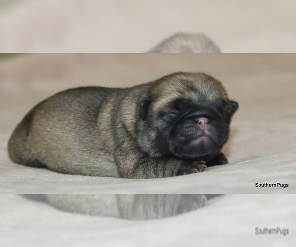 Medium Photo #12 Pug Puppy For Sale in WINNSBORO, TX, USA