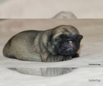 Small Photo #12 Pug Puppy For Sale in WINNSBORO, TX, USA