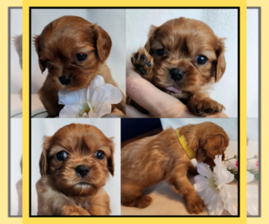 Cavalier King Charles Spaniel Puppy for sale in LOGAN, UT, USA