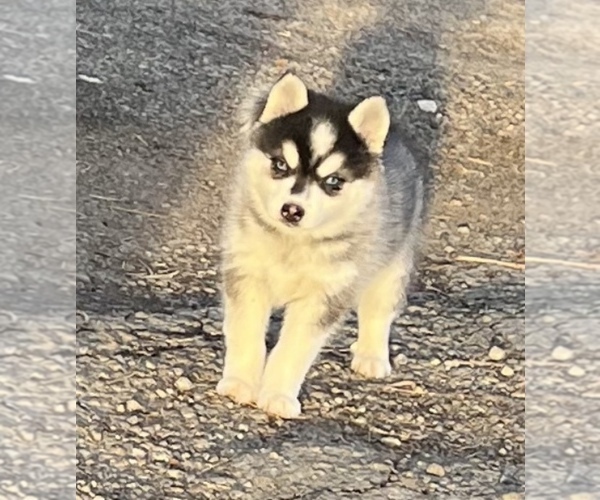 Medium Photo #4 Alaskan Klee Kai Puppy For Sale in MOUNTAIN HOME, ID, USA