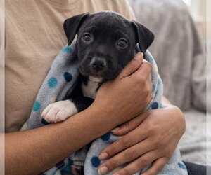 Journey - Female Boxador Dog for Adoption - Photo #3