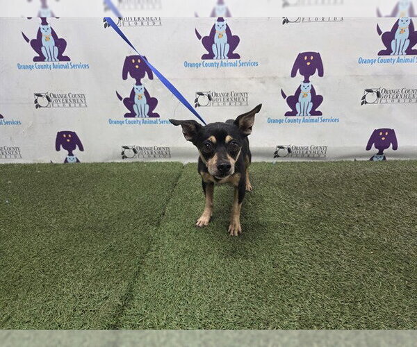 Medium Photo #1 Chihuahua-Unknown Mix Puppy For Sale in Orlando, FL, USA