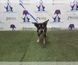 Chihuahua-Unknown Mix Dogs for adoption in Orlando, FL, USA