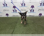 Small Chihuahua Mix